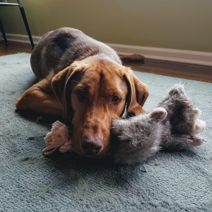 Team Page: Copper Puppy!